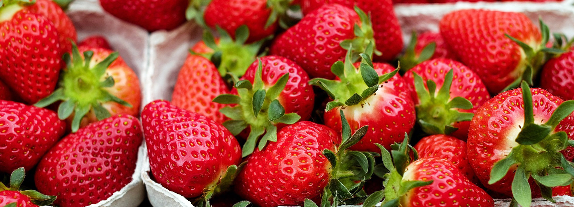 Hof Brüggemann Erdbeeren
