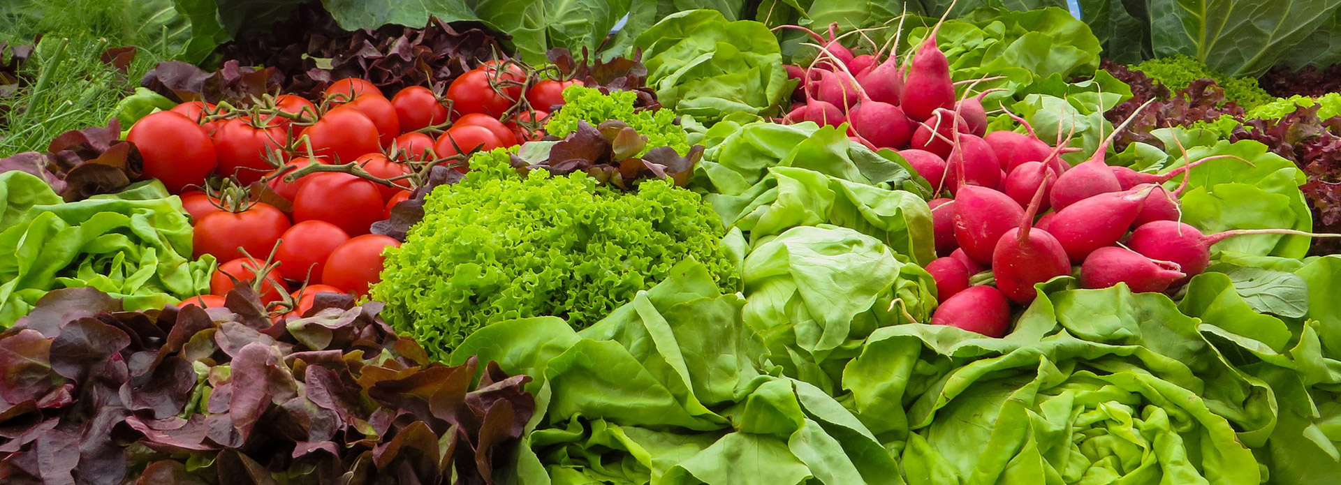 Hof Brüggemann Salate Radieschen